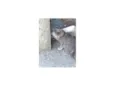Gatinhos Precisando de um lar são 3 filhotes