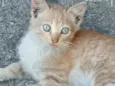 Gatinhos Precisando de um lar são 3 filhotes