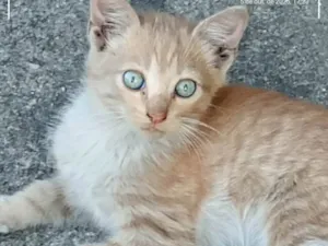 Gato raça Angorá idade 2 a 6 meses nome Gatinhos Precisando de um lar são 3 filhotes
