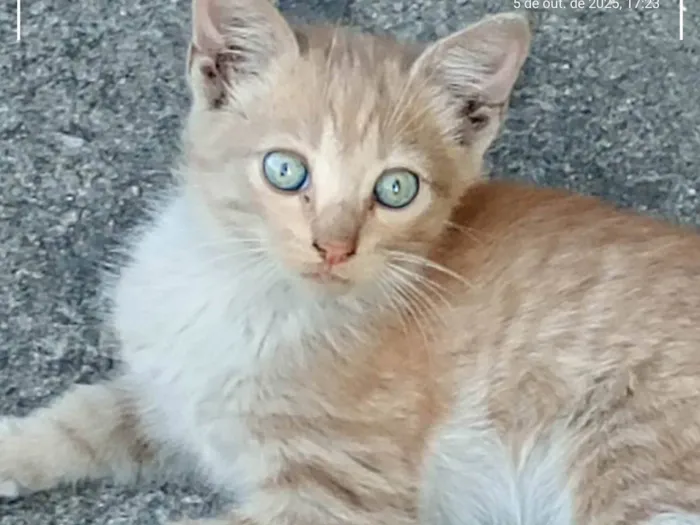 Gato ra a Angorá idade 2 a 6 meses nome Gatinhos Precisando de um lar são 3 filhotes