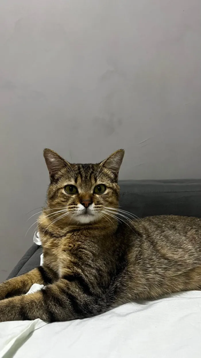 Gato ra a SRD-ViraLata idade 2 a 6 meses nome Não tem nome