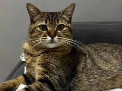 Gato raça SRD-ViraLata idade 2 a 6 meses nome Não tem nome