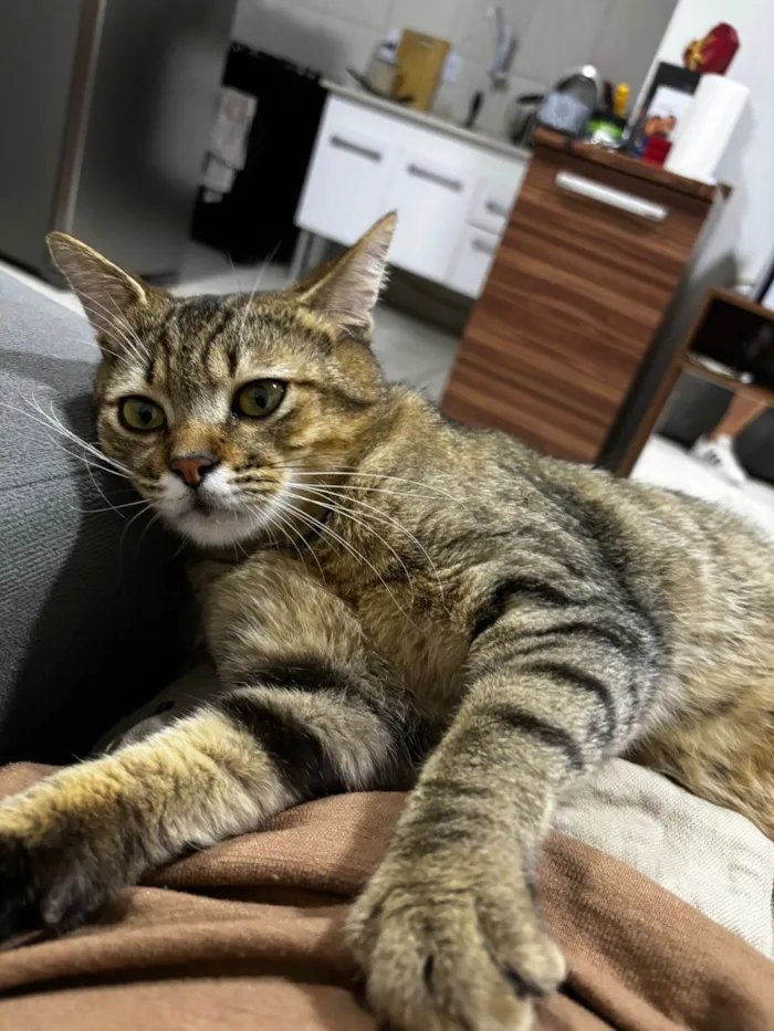 Gato ra a SRD-ViraLata idade 2 a 6 meses nome Não tem nome