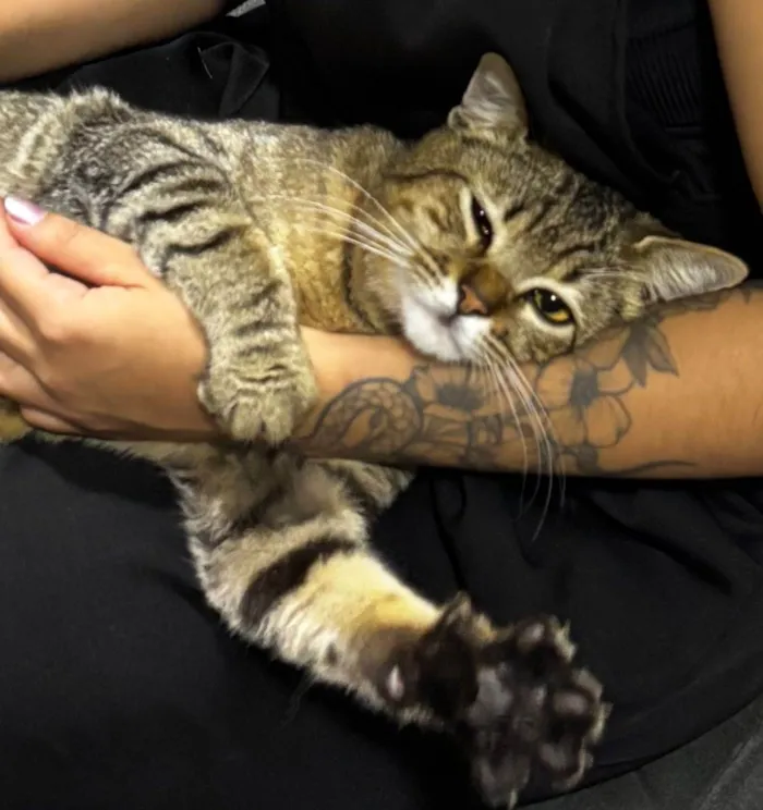 Gato ra a SRD-ViraLata idade 2 a 6 meses nome Não tem nome