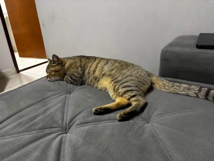 Gato ra a SRD-ViraLata idade 2 a 6 meses nome Não tem nome