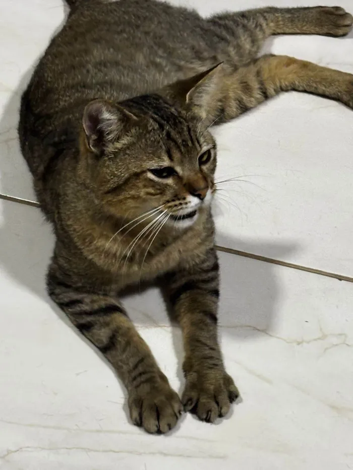 Gato ra a SRD-ViraLata idade 2 a 6 meses nome Não tem nome