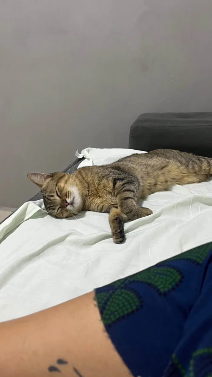 Gato ra a SRD-ViraLata idade 2 a 6 meses nome Não tem nome