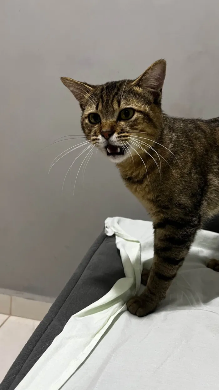 Gato ra a SRD-ViraLata idade 2 a 6 meses nome Não tem nome