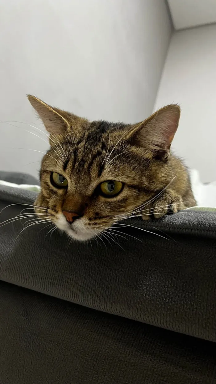 Gato ra a SRD-ViraLata idade 2 a 6 meses nome Não tem nome