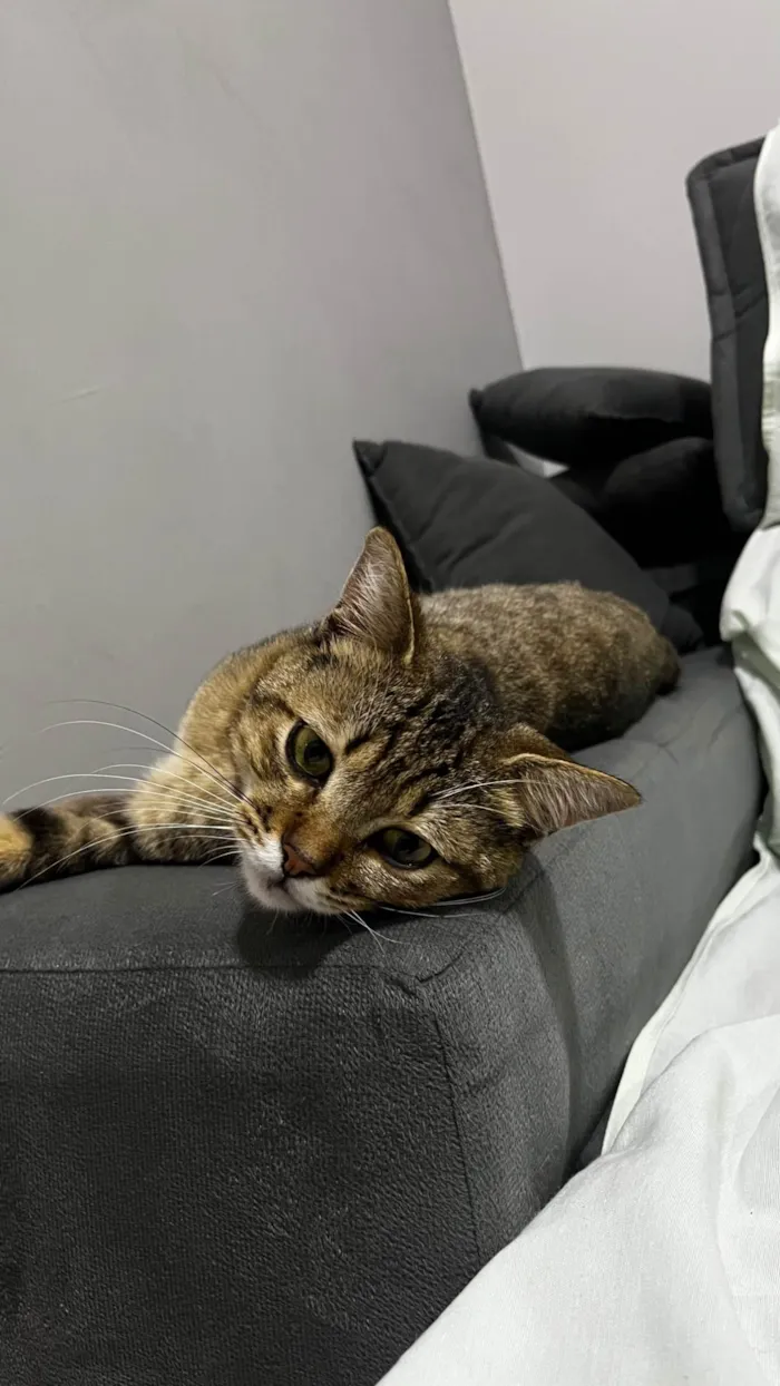 Gato ra a SRD-ViraLata idade 2 a 6 meses nome Não tem nome