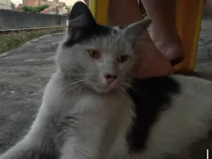 Gato raça SRD-ViraLata idade 2 a 6 meses nome Frajola