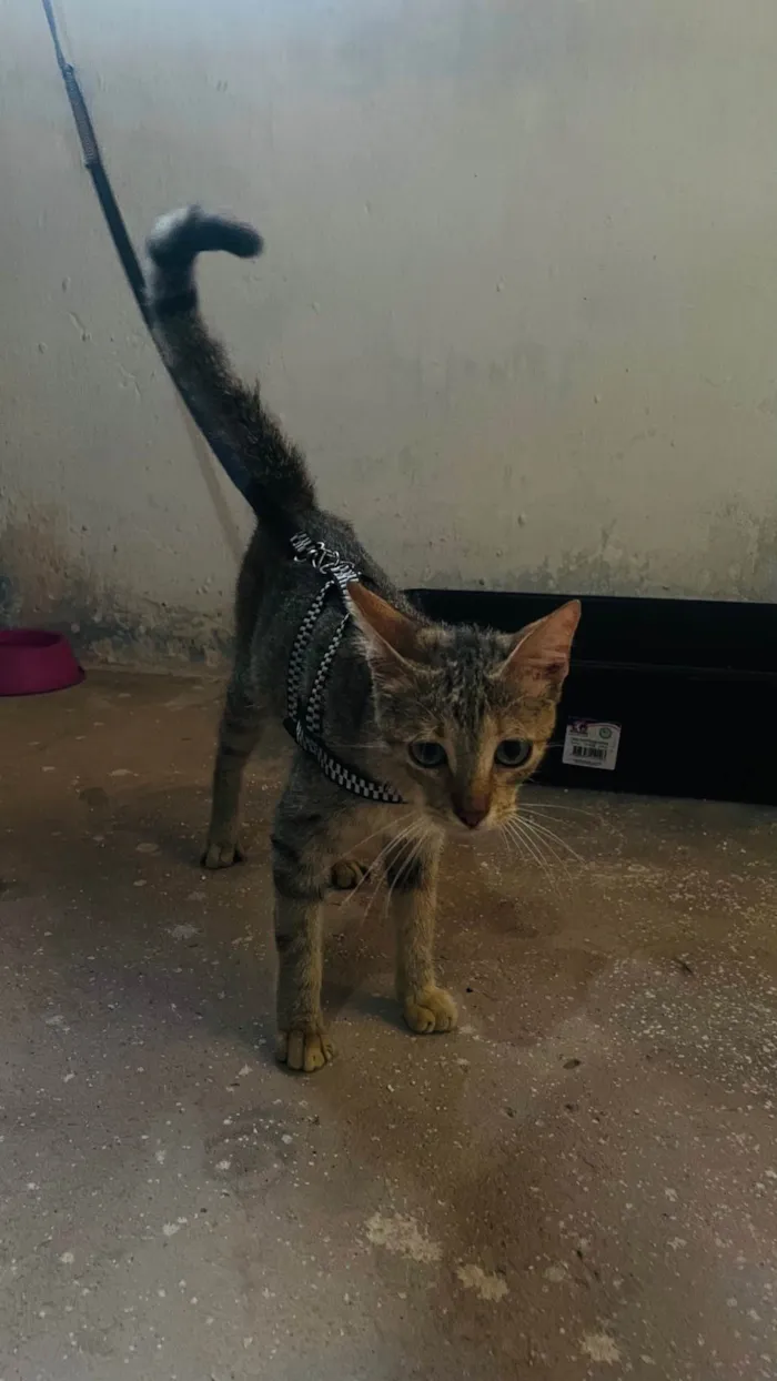 Gato ra a SRD-ViraLata idade 2 a 6 meses nome Nina