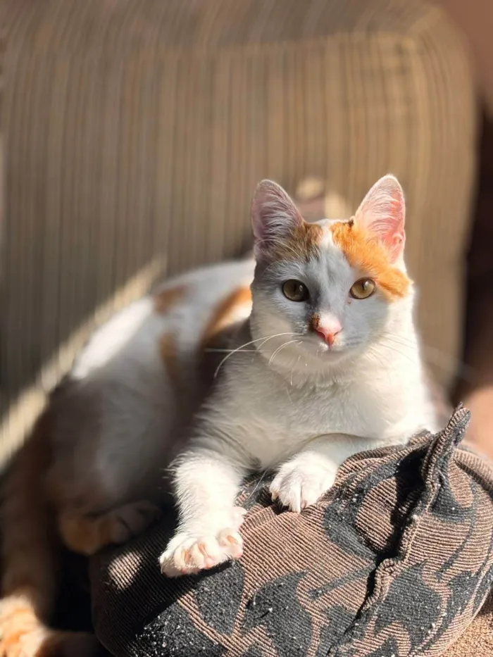 Gato ra a SRD-ViraLata idade 1 ano nome Kit
