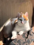 Kit