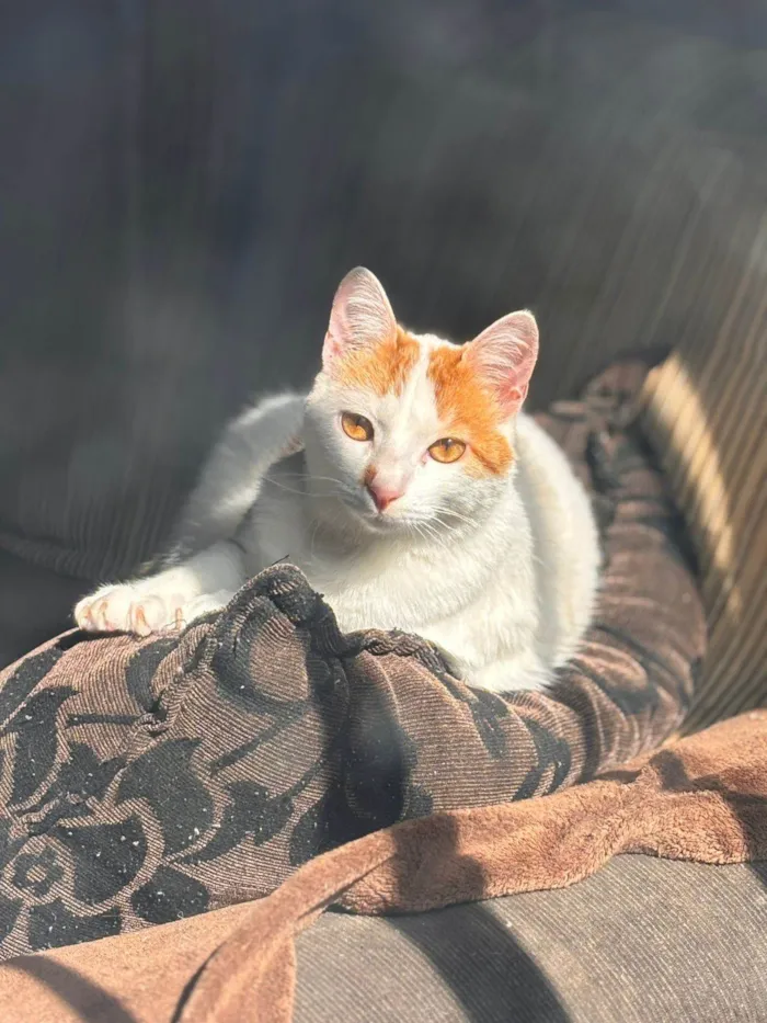 Gato ra a SRD-ViraLata idade 1 ano nome Kit