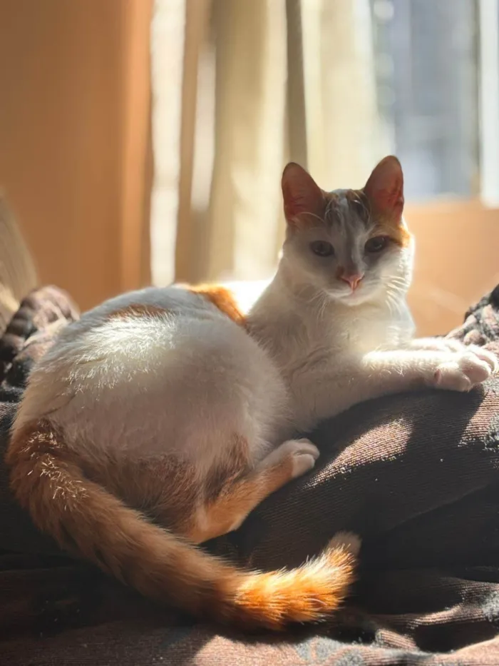 Gato ra a SRD-ViraLata idade 1 ano nome Kit