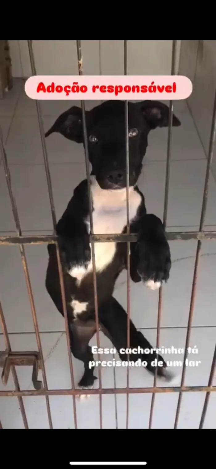 Cachorro ra a SRD-ViraLata idade 2 a 6 meses nome Penélope 