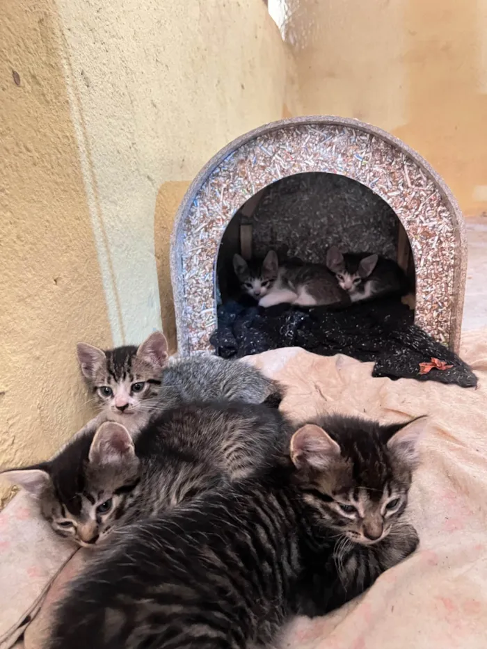 Gato ra a SRD-ViraLata idade Abaixo de 2 meses nome 5 gatinhos super dóceis e brincalhões 