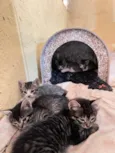 5 gatinhos super dóceis e brincalhões