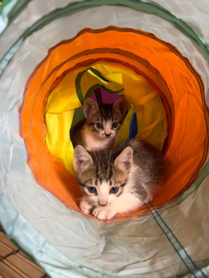 Gato ra a SRD-ViraLata idade Abaixo de 2 meses nome 5 gatinhos super dóceis e brincalhões 