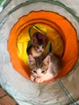 5 gatinhos super dóceis e brincalhões