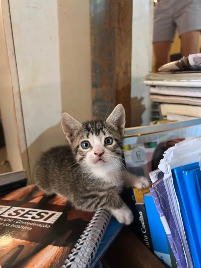Gato ra a SRD-ViraLata idade Abaixo de 2 meses nome 5 gatinhos super dóceis e brincalhões 