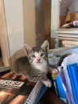 5 gatinhos super dóceis e brincalhões