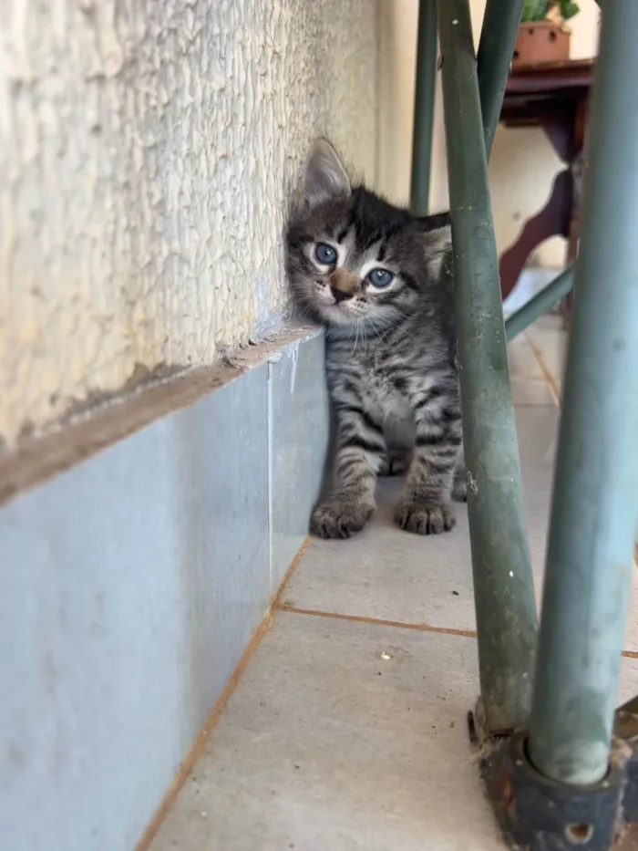Gato ra a SRD-ViraLata idade Abaixo de 2 meses nome 5 gatinhos super dóceis e brincalhões 