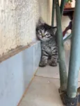 5 gatinhos super dóceis e brincalhões