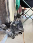 5 gatinhos super dóceis e brincalhões