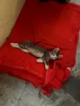 5 gatinhos super dóceis e brincalhões