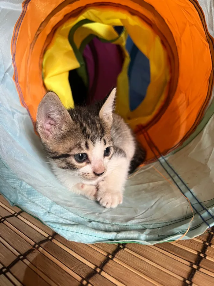 Gato ra a SRD-ViraLata idade Abaixo de 2 meses nome 5 gatinhos super dóceis e brincalhões 