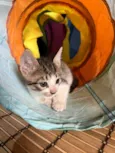 5 gatinhos super dóceis e brincalhões