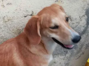 Cachorro raça SRD-ViraLata idade 1 ano nome Mel 