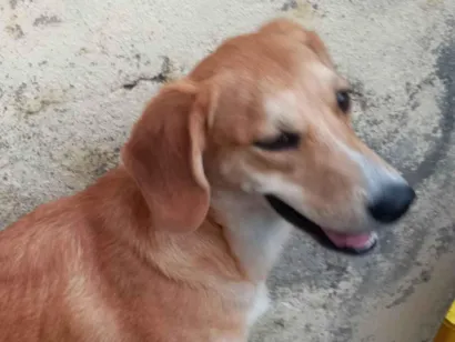 Cachorro raça SRD-ViraLata idade 1 ano nome Mel 