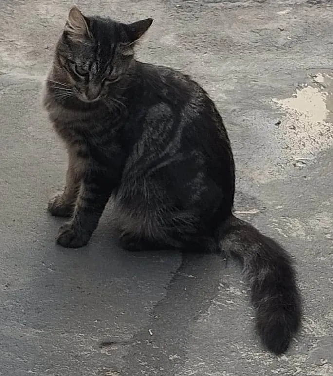 Gato ra a SRD-ViraLata idade 2 anos nome Liv