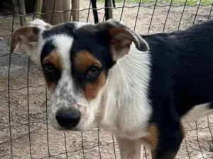 Cachorro raça SRD-ViraLata idade 2 a 6 meses nome Bento
