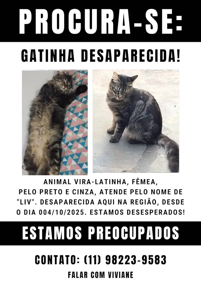 Gato ra a SRD-ViraLata idade 2 anos nome Liv