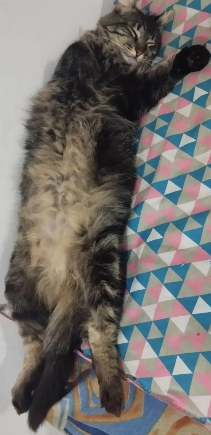 Gato ra a SRD-ViraLata idade 2 anos nome Liv