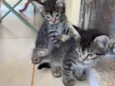 5 gatinhos super dóceis e brincalhões