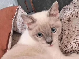 Gato raça Ragdoll idade 1 ano nome Lua