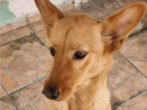 Cachorro raça SRD-ViraLata idade 1 ano nome Akyra