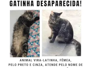 Gato raça SRD-ViraLata idade 2 anos nome Liv