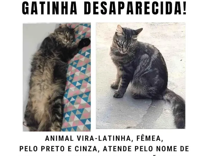 Gato ra a SRD-ViraLata idade 2 anos nome Liv