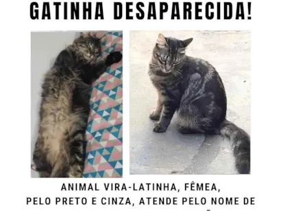 Gato raça SRD-ViraLata idade 2 anos nome Liv