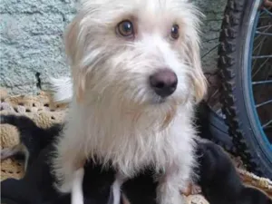 Cachorro raça SRD-ViraLata idade Abaixo de 2 meses nome Bebês para adoção