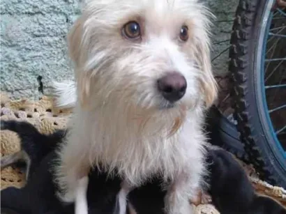 Cachorro raça SRD-ViraLata idade Abaixo de 2 meses nome Bebês para adoção