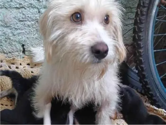 Cachorro ra a SRD-ViraLata idade Abaixo de 2 meses nome Bebês para adoção