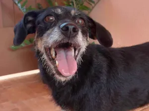 Cachorro raça SRD-ViraLata idade 6 ou mais anos nome não tem nome