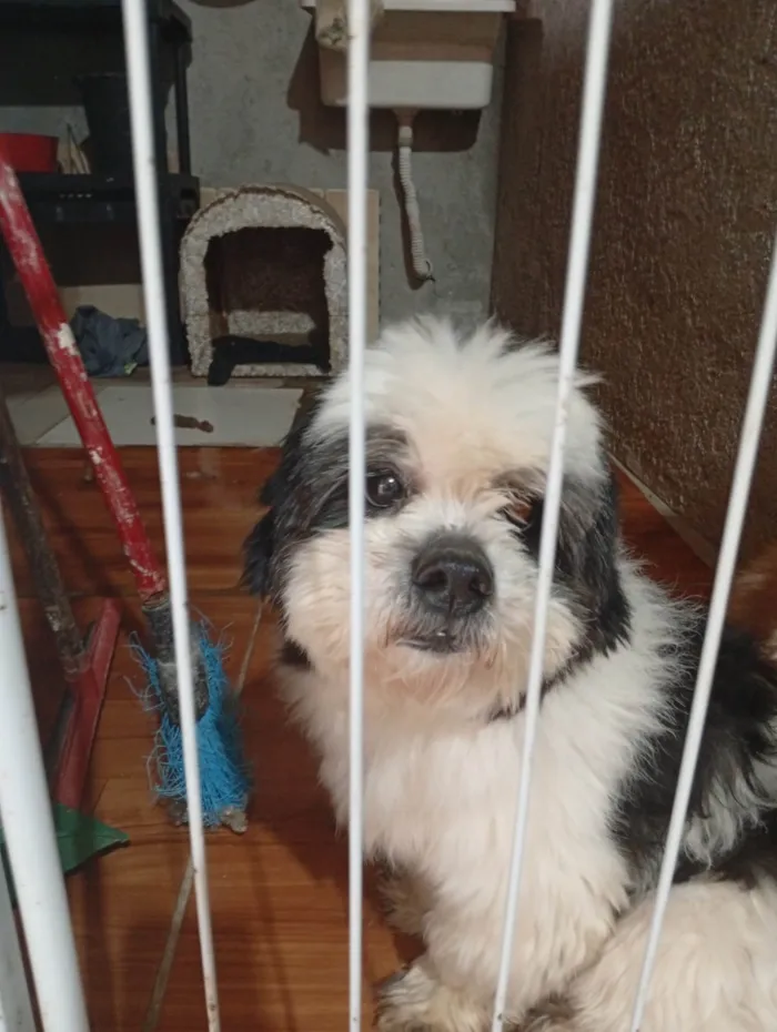 Cachorro ra a Shitzu idade Abaixo de 2 meses nome Tayson 
